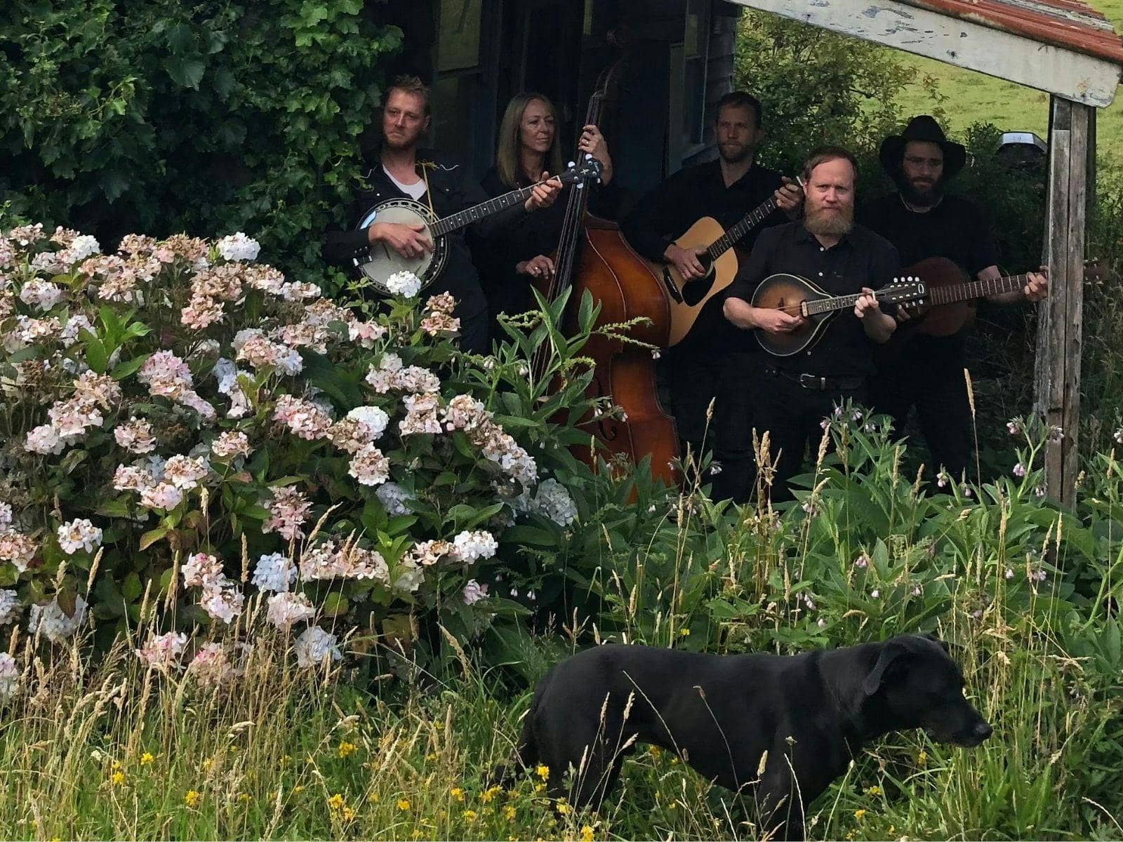 Beechy String Band Live Music at the Brewhouse